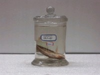 藏品(褐帶少女魚)的圖片